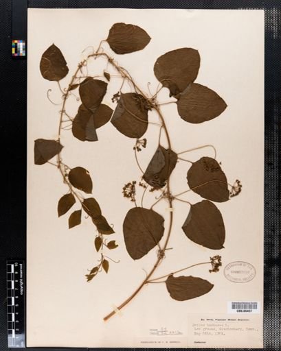 Smilax herbacea