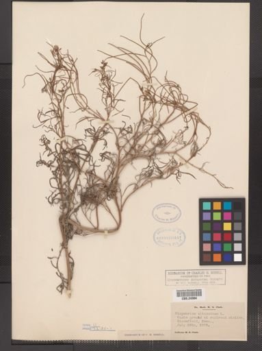 Sisymbrium altissimum