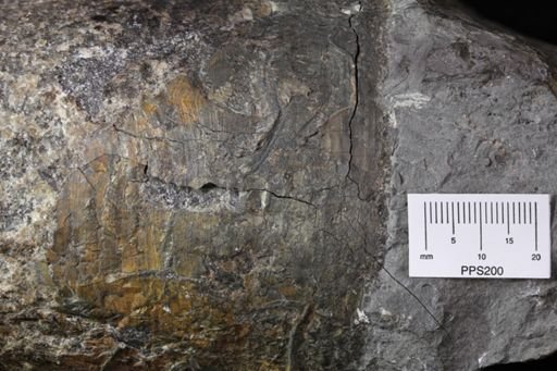 Orthoceras robustum