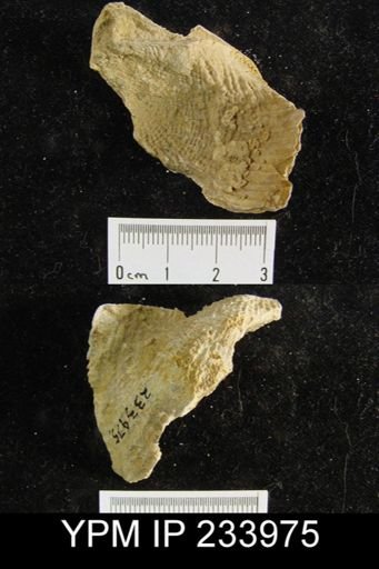 Dictyoclostus americanus