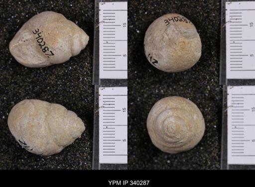 Tylostoma elevata