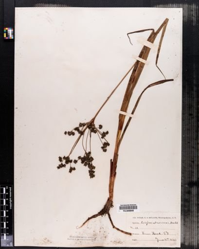 Scirpus expansus