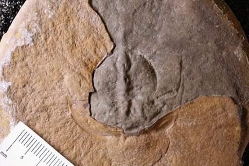 Euproops danae