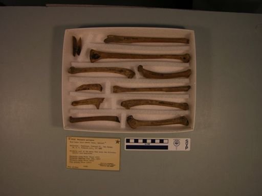 Meleagris gallopavo