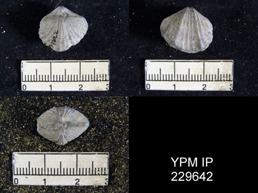 Spirifer opimus
