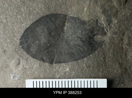 Eurypterus remipes