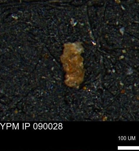 undet. Foraminiferida