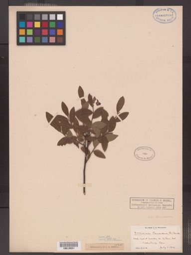 Vaccinium canadense