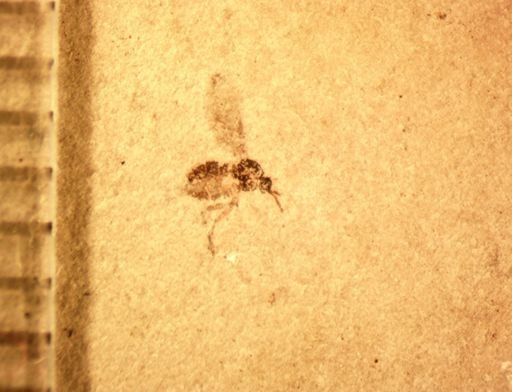 Ceratopogonidae?