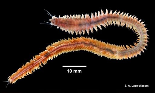 Alitta virens