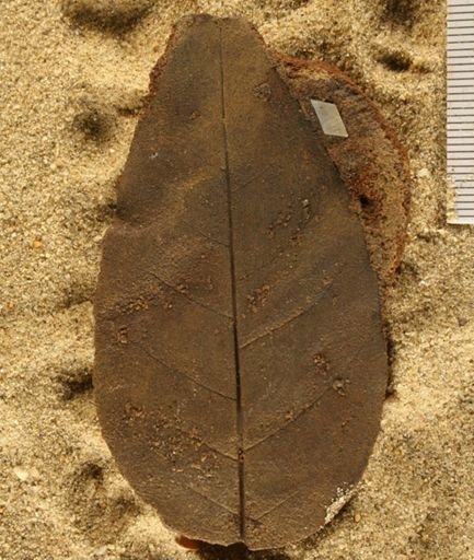 Angiospermopsida