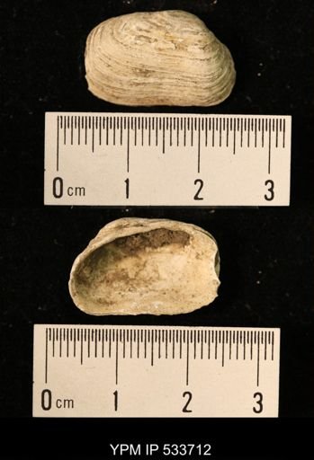 Yoldia arctica