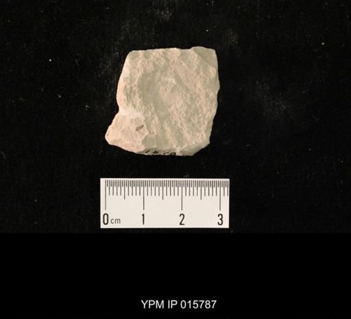 Probnis speciosa