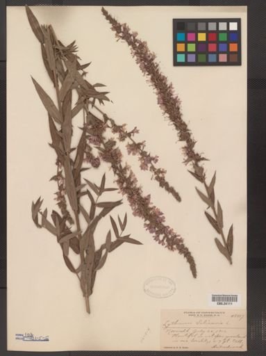 Lythrum salicaria
