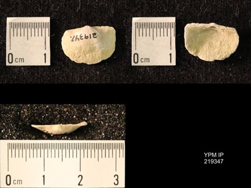 Chonetes granulifer