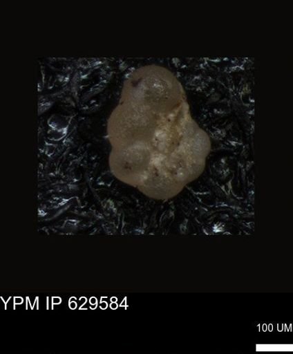 undet. Foraminiferida