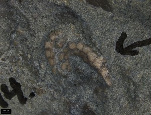Aplocoma damesii