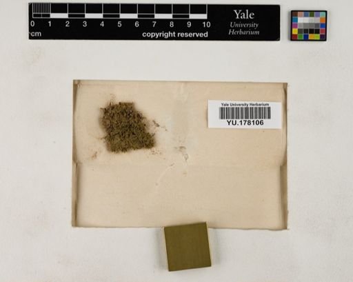 Plantae