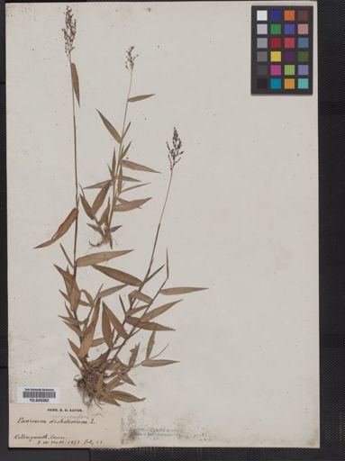Panicum microcarpon