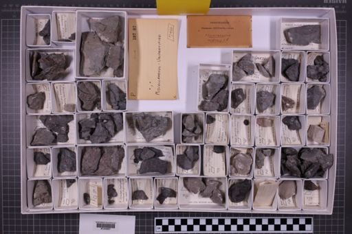 mixed taxa, stratigraphic collection