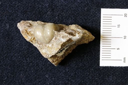 Marginifera wabashensis
