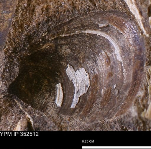 undet. Bivalvia