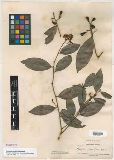 Camptouratea striata