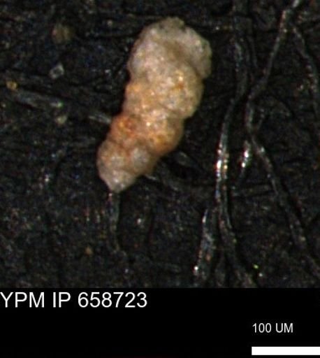 Verneuilinoides kansasensis