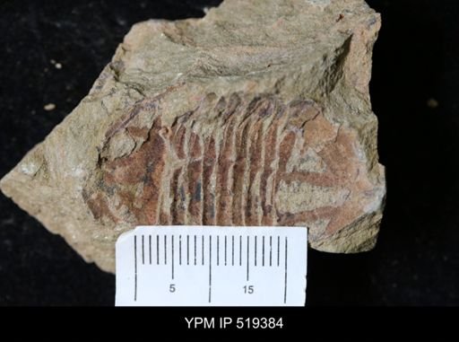 undet. Asaphidae