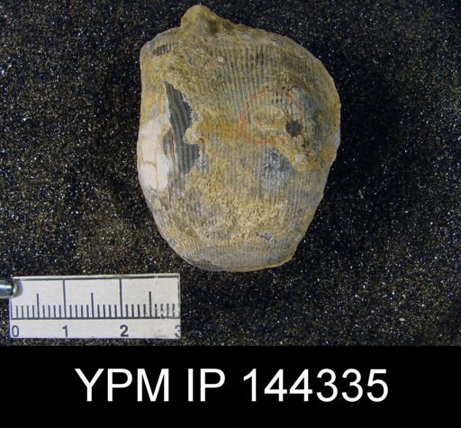 Productus (Linoproductus) lineatus
