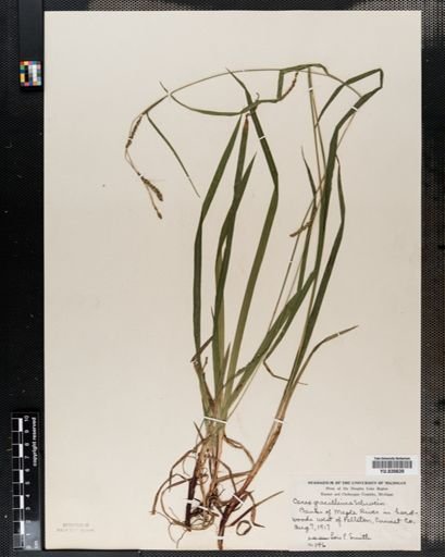Carex gracillima