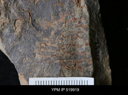 undet. Graptolithina