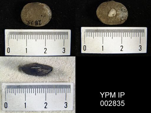 Orthis sp.