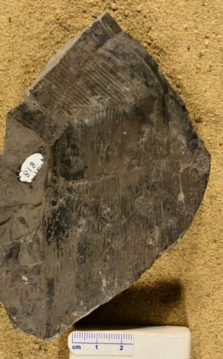 Calamites decoratas