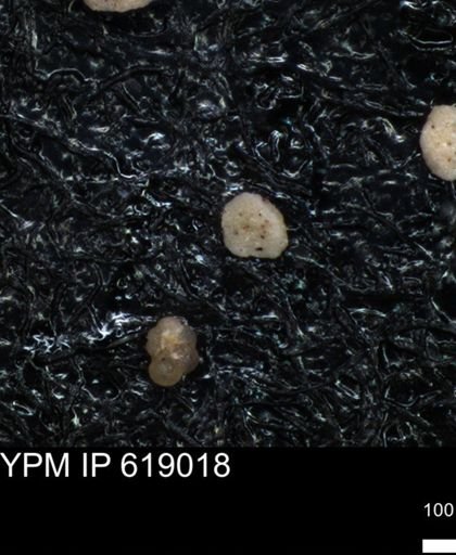 undet. Foraminiferida