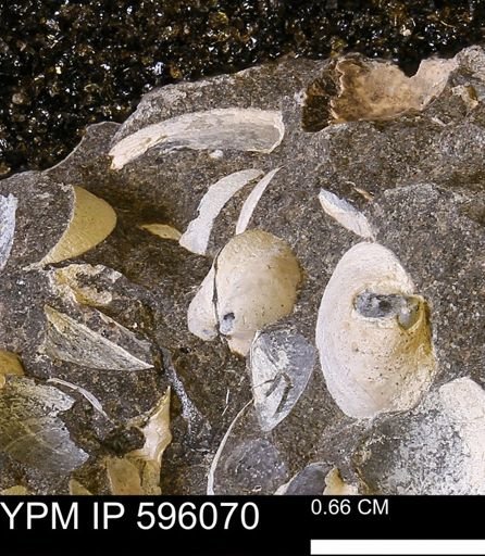 Protocardia?