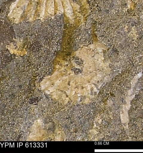 Scaphites sp.