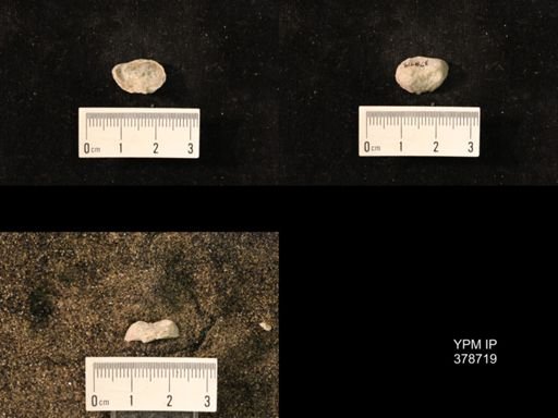 Marginifera wabashensis