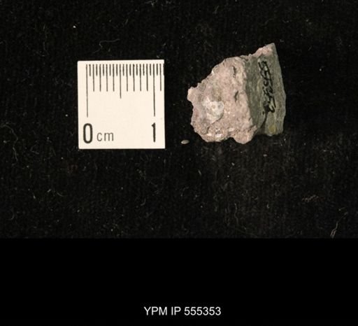 Ambocoelia planoconvexa