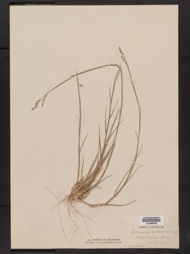 Triplasis purpurea