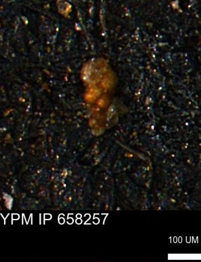 Verneuilinoides kansasensis