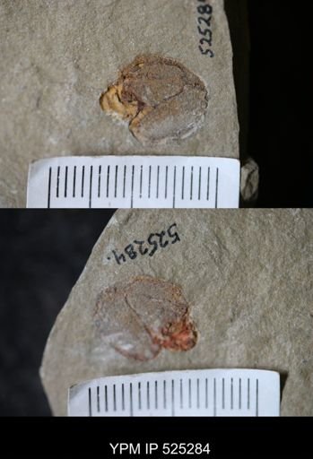 undet. Stylophora