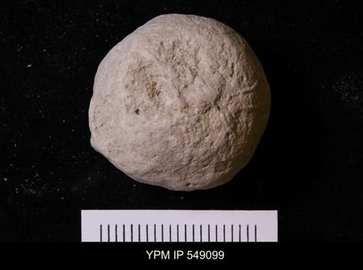 Pallichnus dakotensis
