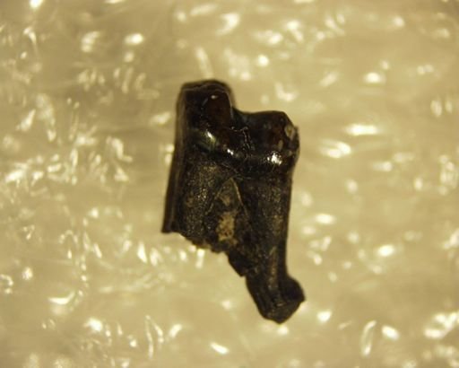 Pelycodus sp.