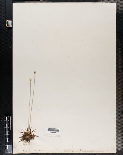 Lachnocaulon