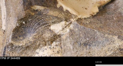 undet. Mollusca