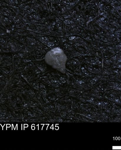 undet. Heterohelicidae