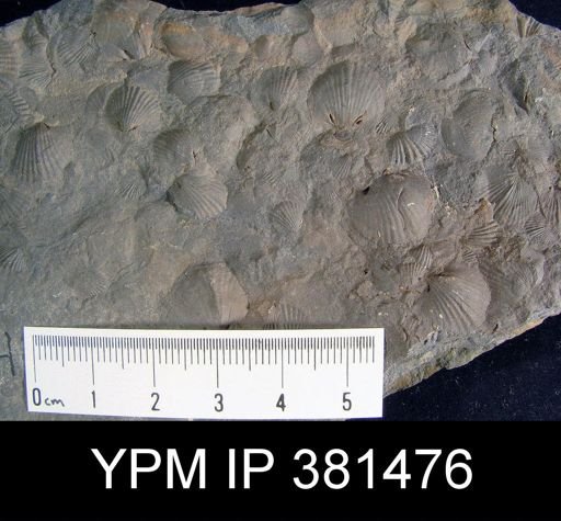 Tropidoleptus sp.