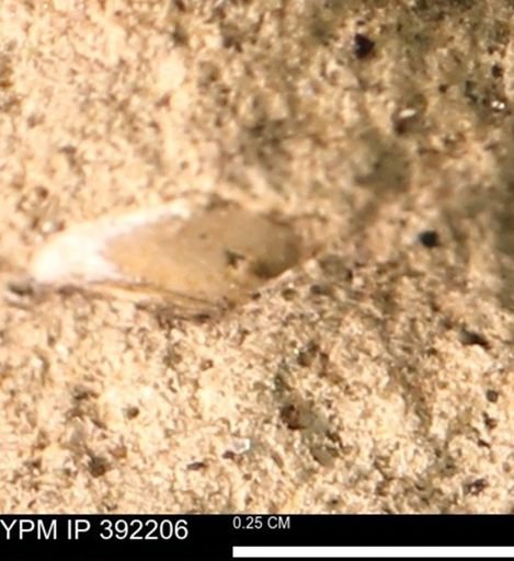 Protocardia sp.