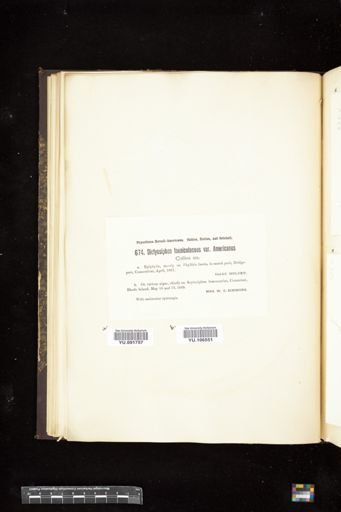 Dictyosiphon foeniculaceus var. americanus
